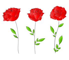 Red roses isolated on white background. Vector illustration.
