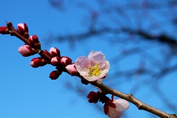 いい香りがするピンクの梅の花　春の風景