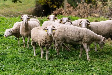 Obraz na płótnie Canvas ovejas aranesas, Bausen, valle de Aran, catalunya, cordillera de los Pirineos, Spain, europe