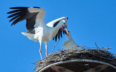 couple of wihite storks, ciconia ciconia, in their nest on a chuch roof in upper Swabia, Baden...