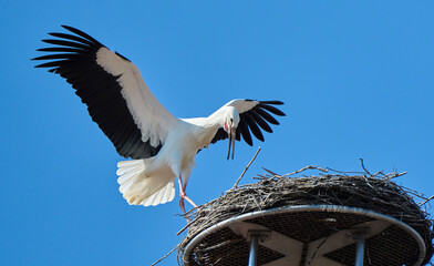 couple of wihite storks, ciconia ciconia, in their nest on a chuch roof in upper Swabia, Baden Wuerttemberg, Germany