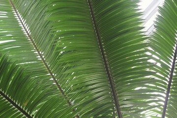 palm tree leaves