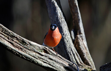 Male bullfinch perched on a branch in the woods