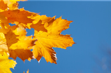 HOJAS DE OTOÑO Y CIELO AZUL