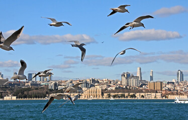 Seagulls and Istanbul
