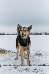 Portrait of northern sled dog Alaskan Husky in winter outside in snow. Back haired half breed with funny big ears is tied to a chain.