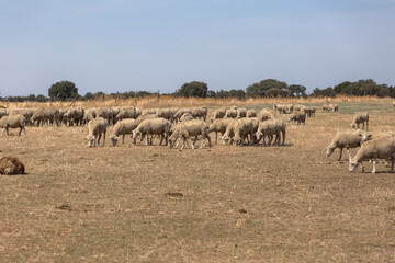 Obraz na płótnie Canvas View of flock of sheep on mountains, grazing farmland field, green herbs, in Spain