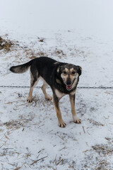 Portrait of northern sled dog Alaskan Husky in winter outside in snow. A gray haired young riding half breed. Stands tied to chain.