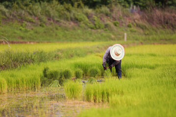 An organic asian rice farm. Farmers grow rice in the rainy season. Women farmers planting rice seedlings in a field.