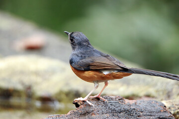 White-rumped shama on a branch