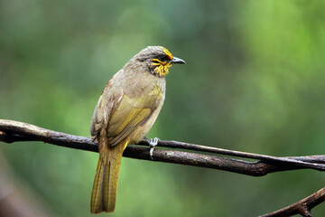 Stripe-throated Bulbul  on a branch
