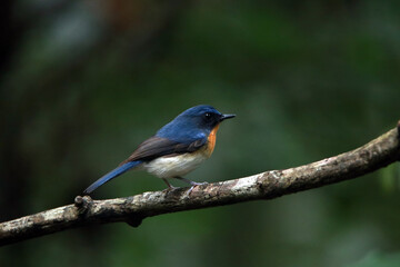 The Indochinese Blue Flycatcher on a branch