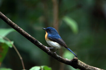 The Indochinese Blue Flycatcher on a branch