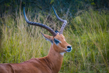 Impala in Akagera Natioal Park, Rwanda