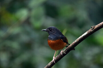 White-rumped shama on a branch