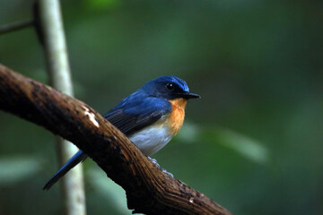 The Indochinese Blue Flycatcher on a branch