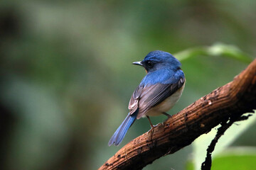 The Indochinese Blue Flycatcher on a branch