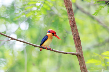 The Oriental Dwarf Kingfisher on a branch