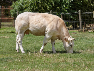 Naklejka na ściany i meble White female cow grazing in meadow