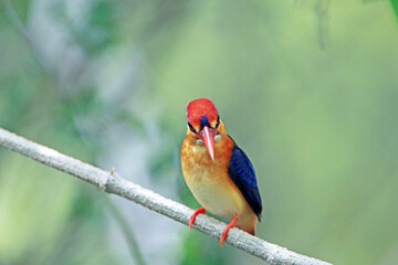 The Oriental Dwarf Kingfisher on a branch