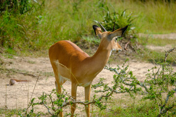 Impala in Akagera Natioal Park, Rwanda