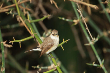 Asian Brown Flycatcher  on a branch