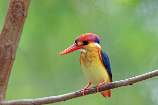 The Oriental Dwarf Kingfisher on a branch