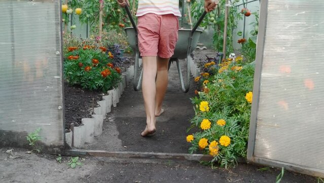 Teenage girl helps in the garden, brings a cart to the greenhouse. Homestead farming, hobbies, growing environmentally healthy vegetables in the home garden