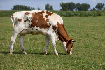 Fototapeta na wymiar White brown cow grazing in the meadow