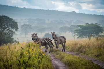 Zebras in Akagera Natioal Park, Rwanda