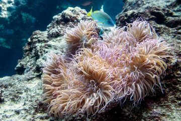 Naklejka na ściany i meble A Sebae sea anemone, Heteractis crisp, hosting pink skunk clownfish, Amphiprion perideraion 