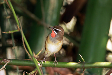 Siberian Rubythroat on a branch