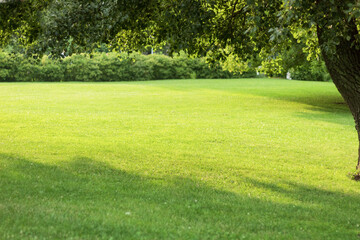 Beautiful green lawn landscape in the city park