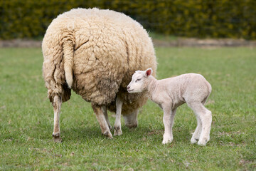 Flemish sheep ewe and lamb in meadow