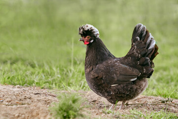 Poland black chicken with white crest