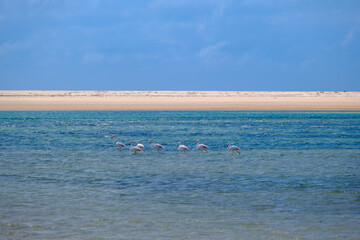 Flamingos in Bazaruto archipelago, Mozambique © Yann