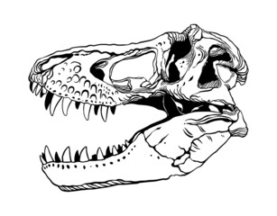 t-rex dinosaur skull - 492348087