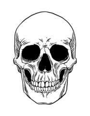 Anatomical Human Skull