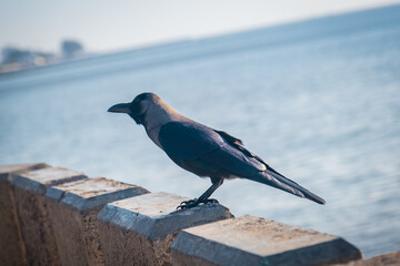 Crow by the sea in Maputo, Mozambique