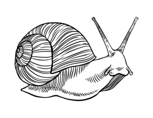 Line art snail