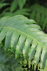 fern leaf in the forest