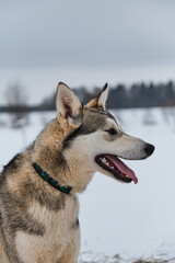 Portrait of northern sled dog Alaskan Husky in winter outside in snow. Gray half breed looks like Siberian husky in cold winter on cloudy day. Looks into distance with ears up and tongue sticking out.