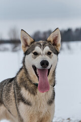 Portrait of northern sled dog Alaskan Husky in winter outside in snow. Gray half breed looks like Siberian husky in cold winter on cloudy day. Looks into distance with ears up and tongue sticking out.