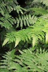green fern background