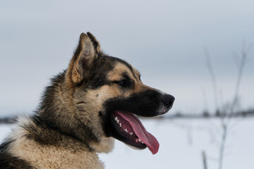 Northern sled dog Alaskan Husky in winter outside in snow. Portrait of large red white mongrel in profile. Long nose and protruding tongue.
