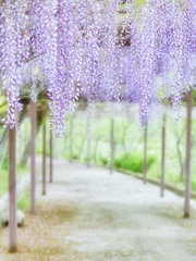 Foto auf Glas 薄い紫色が可愛い藤の花 © yslab02