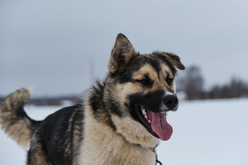 Northern sled dog Alaskan Husky in winter outside in snow. Portrait of large red white mongrel front view. Long nose and protruding tongue. One ear standing, other lying.
