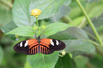 Scmetterling © Bärbel