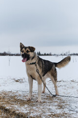 Fototapeta na wymiar Portrait of northern sled dog Alaskan Husky in winter outside in snow. Red white fluffy mongrel is tied to chain, stands and looks attentively into distance. One ear standing, other lying.