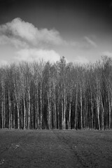 Fototapeta premium late winter 21/22